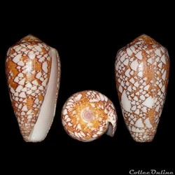 Darioconus behelokensis (Lauer, 1989)