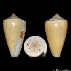 Lividoconus lischkeanus tropicensis (Coomans & Filmer, 1985)