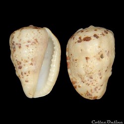 Harpidae - Morum oniscus (Linné, 1767)