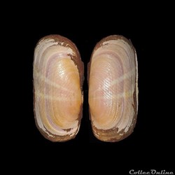 Solecurtidae - Solecurtus strigilatus (Linné, 1758)