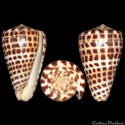 Tesselliconus polyglotta (Weinkauff, 1874)