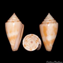 Jaspidiconus mindanus (Hwass in Bruguière, 1792)
