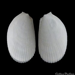 Limidae - Limaria hians (Gmelin, 1791)