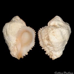 Coralliophilidae - Coralliophila galea (Dillwyn, 1823)