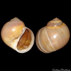 Naticidae - Euspira catena (da Costa, 1778)