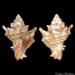 Turbinellidae - Vasum capitellum (Linné, 1758)