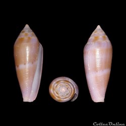 Leporiconus granum (Röckel & Fishöder, 1985)