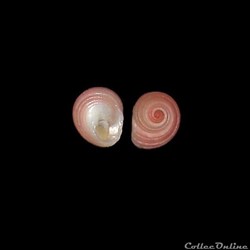Colloniidae - Homalopoma sanguineum (Linné, 1758)