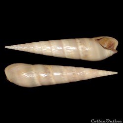 Terebridae - Impages cinerea (Born, 1778)