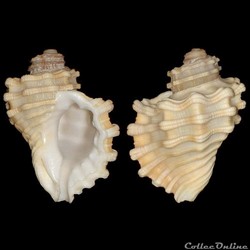 Cymatiidae - Cabestana cutacea (Linné, 1767)