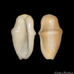 Ovulidae - Cyphoma gibbosum (Linné, 1758)