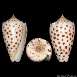 Puncticulis pulicarius (Hwass in Bruguière, 1792)