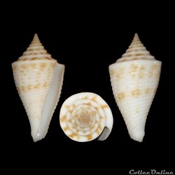 Conasprella pagoda (Kiener, 1847)