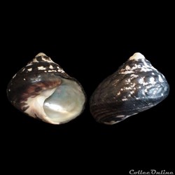 Tegulidae - Cittarium pica (Linné, 1758)