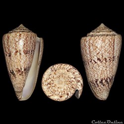 Conus araneosus (Lightfoot, 1786)