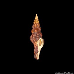 Fasciolariidae - Polygona infundibulum (Gmelin, 1791)