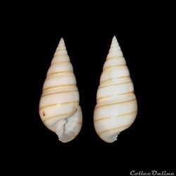 Pyramidellidae - Pyramidella dolabrata (Linné, 1758)