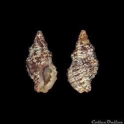 Muricidae - Muricopsis cristata (Brocchi, 1814)