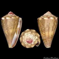 Conidae - Monteiroconus mus (Hwass in Bruguière, 1792)