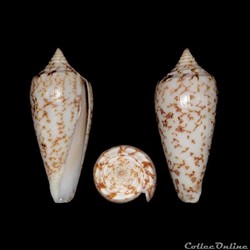 Phasmoconus (Phasmoconus) lienardi (Bernardi & Crosse, 1861)