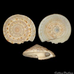 Architectonicidae - Architectonica nobilis (Röding, 1798)