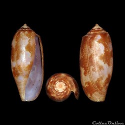 Gastridium obscurum (Sowerby I, 1833)