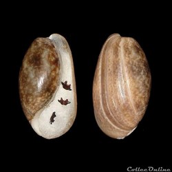 Bullidae - Bulla striata (Bruguière, 1792)