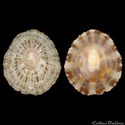 Patellidae - Patella rustica (Linné, 1758)
