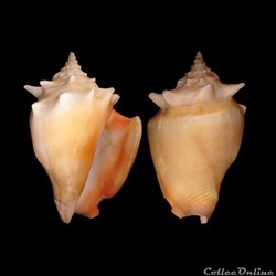 Strombidae - Strombus pugilis (Linné, 1758)