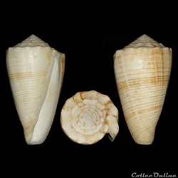 Asprella sulcata (Hwass in Bruguière 1792)