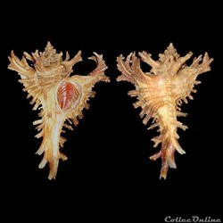 Muricidae - Favartia bojadorensis (Locard, 1897)