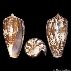 Gastridium cuvieri (Crosse, 1858)
