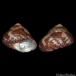 Trochidae - Clanculus kraussii (Philippi, 1846)