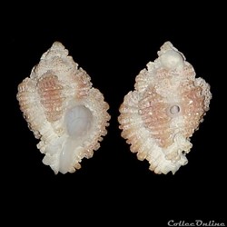 Muricidae - Favartia nuceus (Mörch, 1850)
