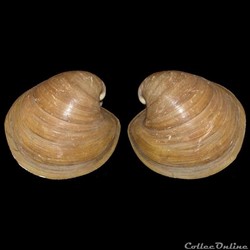 Glossidae - Glossus humanus (Linné, 1758)