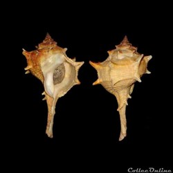 Muricidae - Bolinus brandaris (Linné, 1758)
