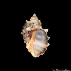 Muricidae - Plicopurpura patula (Linné, 1758)