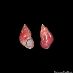 Phasianellidae - Tricolia pullus (Linné, 1758)