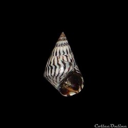 Littorinidae - Echinolittorina angustior (Mörch, 1876)