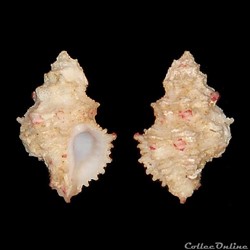 Coralliophilidae - Coralliophila scalariformis (Lamarck, 1822)