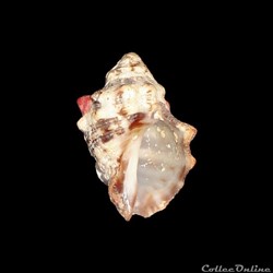 Muricidae - Stramonita rustica (Lamarck, 1822)