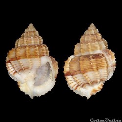 Cancellariidae - Bivetiella cancellata (Linné, 1767)
