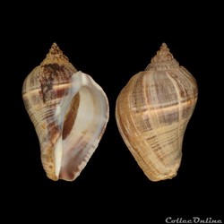 Melongenidae - Melongena melongena (Linné, 1758)