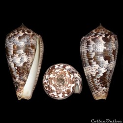 Pionoconus achatinus (Gmelin, 1791)