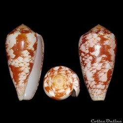Darioconus corbieri (Blöcher, 1994)