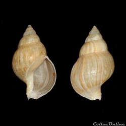 Buccinidae - Buccinum humphreysianum (Bennett, 1824)