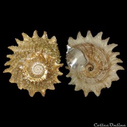 Turbinidae - Lithopoma phoebium (Röding, 1798)