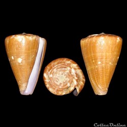 Rhizoconus taitensis (Hwass in Bruguière, 1792)
