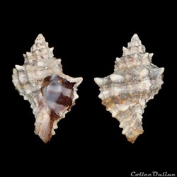 Muricidae - Hexaplex trunculus (Linné, 1758)