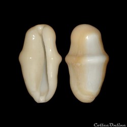 Ovulidae - Cyphoma gibbosum (Linné, 1758)